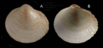 Fulvia fragilis (Forsskål in Niebuhr, 1775)  Juvenile specimen from La Goulette, Tunisia (soft bottoms 10-15 m, 18.08.2009), actual size 9.5 mm.