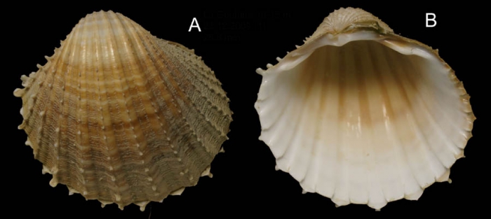 Acanthocardia paucicostata (Sowerby G.B. II, 1841) Specimen from La Goulette, Tunisia (soft bottoms 10-15 m, 23.12.2009), actual size 25.8 mm.