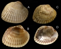 Mollusca (molluscs)