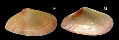 Tellina distorta Poli, 1791Specimen from La Goulette, Tunisia (soft bottoms 10-15 m, 18.08.2009), actual size 15.6 mm