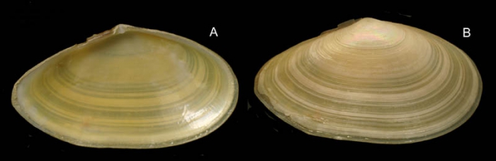 Tellina nitida Poli, 1791 Specimen from La Goulette, Tunisia (soft bottoms 10-15 m, 18.08.2009), actual size 35 mm Tellina nitida Poli, 1791 Specimen from La Goulette, Tunisia (soft bottoms 10-15 m, 18.08.2009), actual size 35 mm