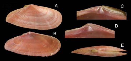 Tellina pulchella Lamarck, 1818  Specimen from La Goulette, Tunisia (soft bottoms 3-4 m, 18.08.2009), actual size 18 mm