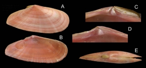 Tellina pulchella Lamarck, 1818  Specimen from La Goulette, Tunisia (soft bottoms 3-4 m, 18.08.2009), actual size 18 mm