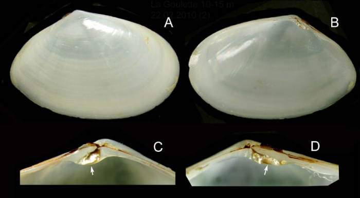 Abra alba (Wood W., 1802) Specimen from La Goulette, Tunisia (soft bottoms 10-15 m, 22.02.2010), actual size 10.3 mm.