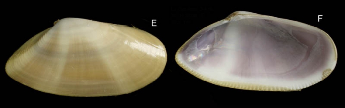 Donax venustus Poli, 1795Specimen from La Goulette, Tunisia (soft bottoms 3-4 m, 28.04.2009), actual size 20.5 mm. Donax venustus Poli, 1795Specimen from La Goulette, Tunisia (soft bottoms 3-4 m, 28.04.2009), actual size 20.5 mm.