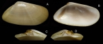 Donax semistriatus Poli, 1795 Specimen from La Goulette, Tunisia (soft bottoms 3-4 m, 28.04.2009), actual size 18.7 mm.