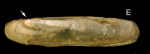 Phaxas pellucidus (Pennant 1777) Specimen from La Goulette, Tunisia (soft bottoms 3-4 m, 18.08.2009), actual size 14 mm