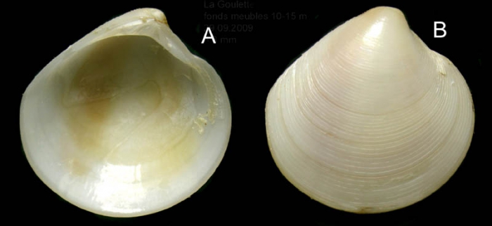 Dosinia lupinus (Linnaeus, 1758)Specimen from  La Goulette, Tunisia (soft bottoms 10-15 m, 29.09.2009), actual size 6.8 mm