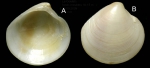 Dosinia lupinus (Linnaeus, 1758)Specimen from  La Goulette, Tunisia (soft bottoms 10-15 m, 29.09.2009), actual size 6.8 mm