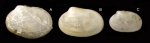 Petricola lithophaga (Retzius, 1788) Juvenile  specimens from La Goulette, Tunisia (among algae 0-1 m, 27.05.2009), actual size 2.8 and 2.2 mm.