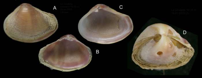 Corbula gibba (Olivi, 1792) Specimens from La Goulette, Tunisia (soft bottoms 10-15 m, 29.06.2009 and 19.01.2010), actual size 3.9 and 5.0 mm. Note severe drilling on the larger specimen.