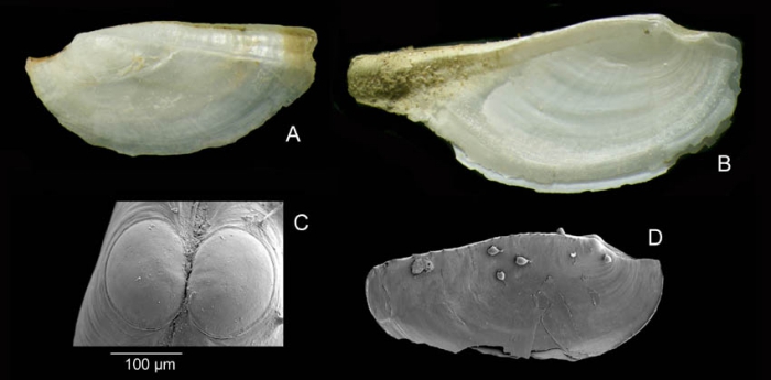 Pandora  inaequivalvis (Linnaeus, 1758)Specimens from La Goulette, Tunisia (soft bottoms 10-15 m), actual size C, SEM view of a juvenile specimen, same locality (scale 100 �m); D: prodissoconch of the same specimen, actual size 3.2 mm.