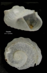 Scissurella costata d'Orbigny, 1824Specimen from Salakta, Tunisia, actual size 1.5 mm.