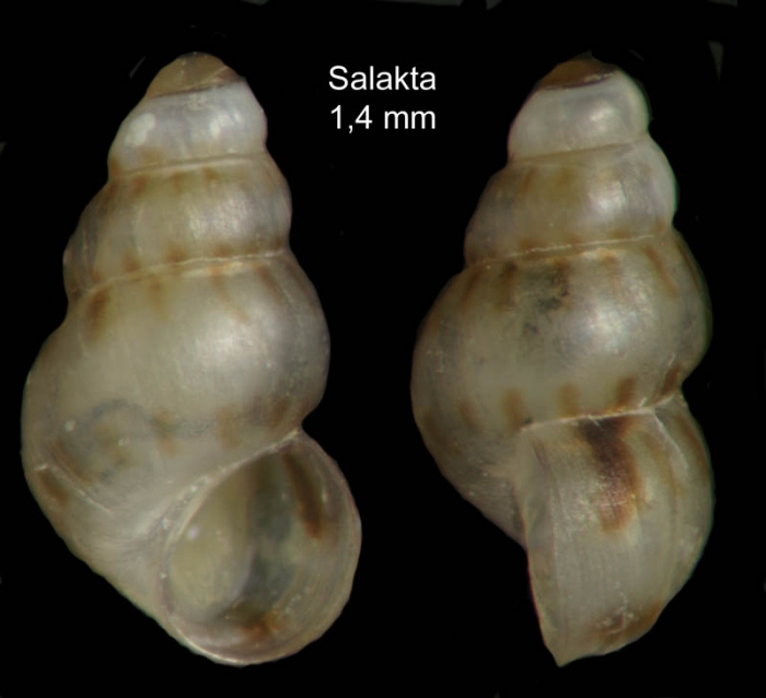 Setia kuiperi (Verduin, 1984)Specimen from Salakta, Tunisia, actual size 1.4 mm.