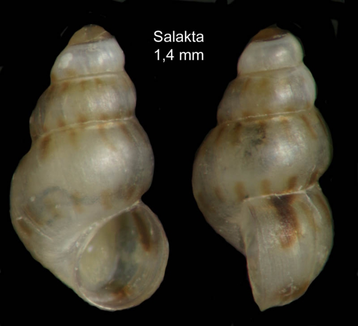 Setia kuiperi (Verduin, 1984)Specimen from Salakta, Tunisia, actual size 1.4 mm. Setia kuiperi (Verduin, 1984)Specimen from Salakta, Tunisia, actual size 1.4 mm.