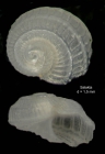 Tornus subcarinatus (Montagu, 1803)Specimen from Salakta, Tunisia, actual size 1.5 mm.