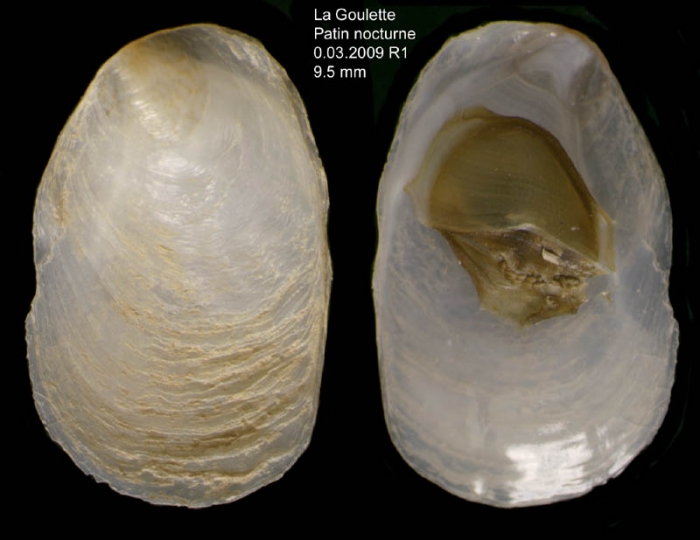 Crepidula unguiformis Lamarck, 1822Specimens from La Goulette, Tunisia (among seagrass Cymodocea nodosa, 30.03.2009), actual size 9.5 mm mm.