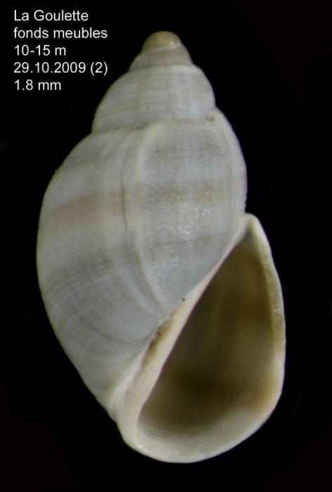 Ersilia mediterranea (Monterosato, 1869) Shell from La Goulette, Tunisia (soft bottoms 10-15 m, 29.10.2009), actual size 1.8 mm Ersilia mediterranea (Monterosato, 1869) Shell from La Goulette, Tunisia (soft bottoms 10-15 m, 29.10.2009), actual size 1.8 mm