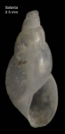 Ondina scandens (Monterosato, 1884)Shell from Salakta, Tunisia, actual size 2.5 mm.