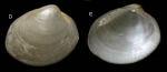 Nucula nucleus (Linnaeus, 1758) Shell from La Goulette, Tunisia (0-1 m), actual size 3.4 mm.