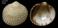 Mollusca (molluscs)