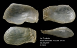 Sphenia binghami Turton, 1822Specimen from La Goulette, Tunisia (3-4 m, 30.03.2009), actual size 4.3 mm