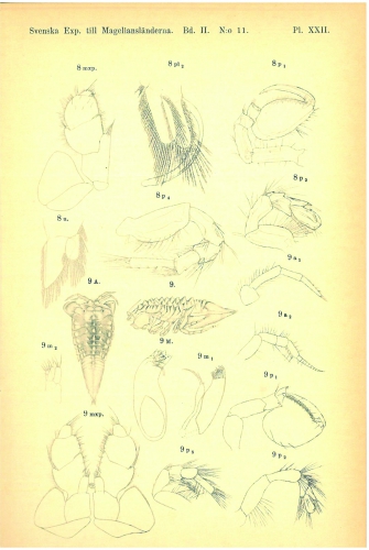 Svenska Exp. till Magellanslanderna. Bd. II. No. 11. Pl. XXII