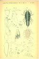 Crustacea (crustaceans)