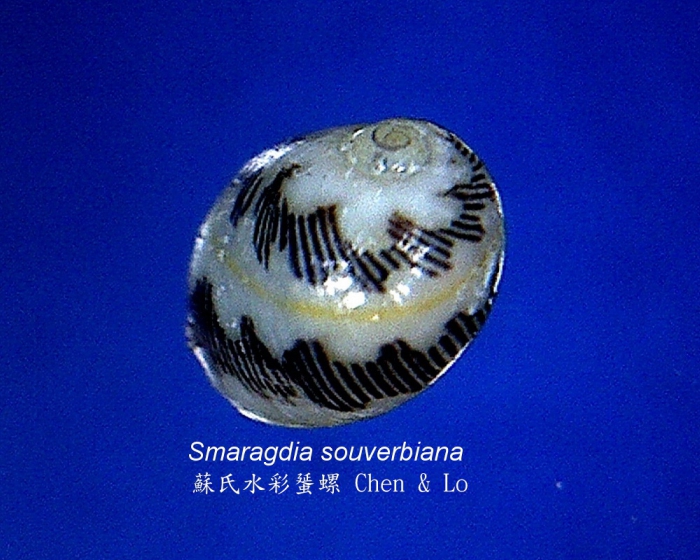 Smaragdia souverbiana