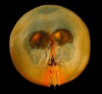 Ostracoda