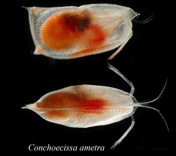 Conchoecissa ametra female Conchoecissa ametra female