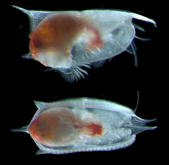 Conchoecissa imbricata female Conchoecissa imbricata female