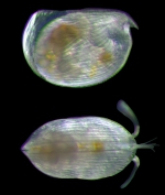 Mikroconchoecia echinulata