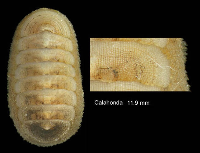 Leptochiton algesirensis (Capellini, 1859)Specimen from Calahonda, Mlaga, Spain (actual size 11.9 mm).