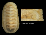 Leptochiton algesirensis (Capellini, 1859)Specimen from Calahonda, Málaga, Spain (actual size 11.9 mm).