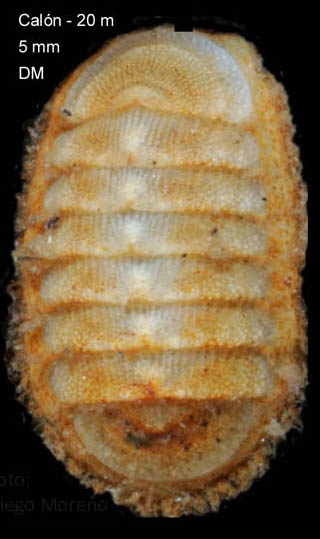 Leptochiton cancellatus (Sowerby, 1840)Specimen from Calón, Almería, Spain (actual size 5.0 mm). Leptochiton cancellatus (Sowerby, 1840)Specimen from Calón, Almería, Spain (actual size 5.0 mm).