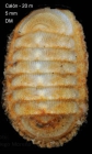 Leptochiton cancellatus (Sowerby, 1840)Specimen from Caln, Almera, Spain (actual size 5.0 mm).