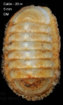 Leptochiton cancellatus (Sowerby, 1840)Specimen from Calón, Almería, Spain (actual size 5.0 mm).