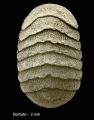 Mollusca (molluscs)