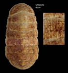 Leptochiton scabridus (Jeffreys, 1880)Specimen from Chiclana, Spain (col. MNHN) (actual size 4.0 mm).