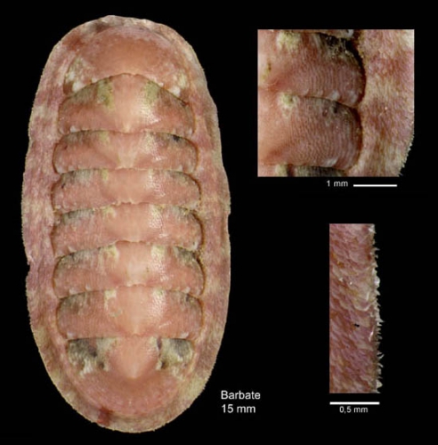 Ischnochiton rissoi (Payraudeau, 1826)Specimen from Barbate, Spain (actual size 15 mm).