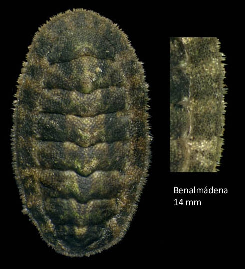 Lepidochitona caprearum (Scacchi, 1836)Specimen from Benalmádena, Spain (actual size 14 mm). Lepidochitona caprearum (Scacchi, 1836)Specimen from Benalmádena, Spain (actual size 14 mm).