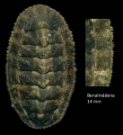 Lepidochitona caprearum (Scacchi, 1836)Specimen from Benalmádena, Spain (actual size 14 mm).