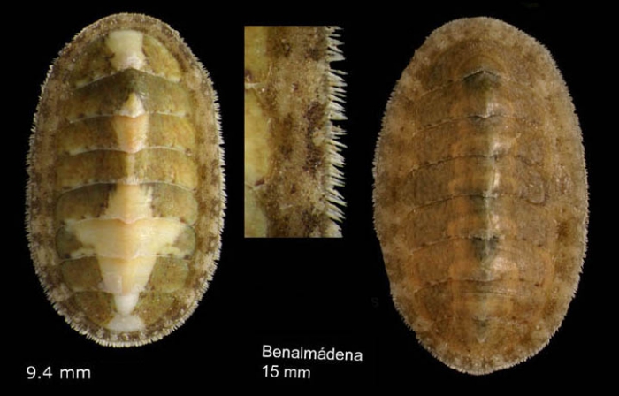 Lepidochitona cinerea (Linnaeus, 1767) Specimen from Benalmádena, Spain (actual size 9.4 and 15.0 mm).
