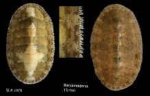 Lepidochitona cinerea (Linnaeus, 1767) Specimen from Benalmena, Spain (actual size 9.4 and 15.0 mm).