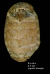 Lepidochitona monterosatoi Kaas & Van Belle, 1981Specimen from Los Escullos, Almería, Spain (actual size 5.7 mm).