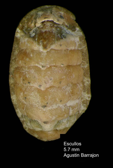 Lepidochitona monterosatoi Kaas & Van Belle, 1981Specimen from Los Escullos, Almera, Spain (actual size 5.7 mm).