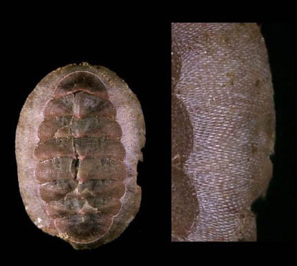 Callochiton septemvalvis (Montagu, 1803)Specimen from Isla de Alborán (actual size 20 mm). Callochiton septemvalvis (Montagu, 1803)Specimen from Isla de Alborán (actual size 20 mm).