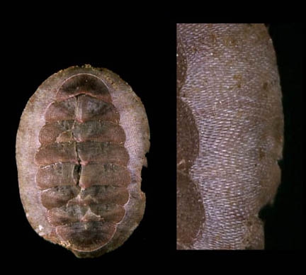 Callochiton septemvalvis (Montagu, 1803)Specimen from Isla de Alborn (actual size 20 mm).