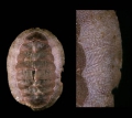 Callochiton septemvalvis (Montagu, 1803)Specimen from Isla de Alborán (actual size 20 mm).